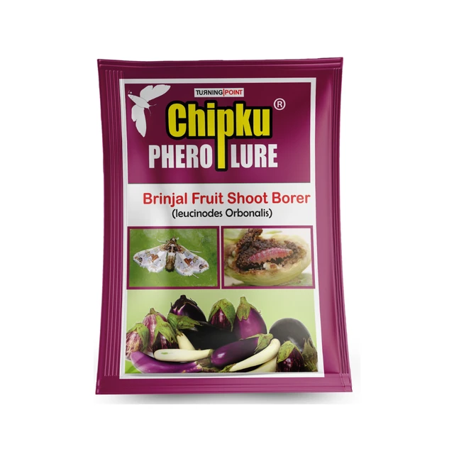 Chipku Lure : Leucinodes orbonalis (10 Pcs)
