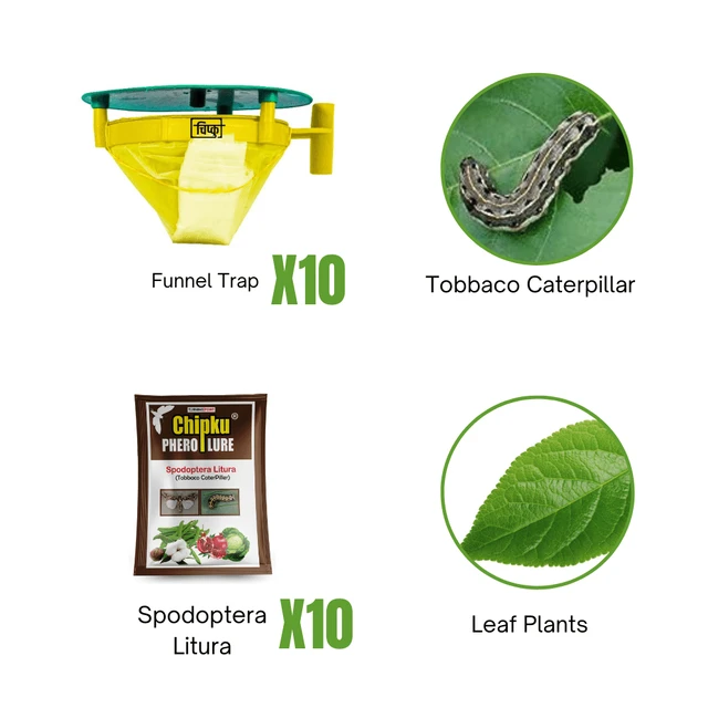 Chipku Tobbaco Caterpillar (Leaf Plants)
