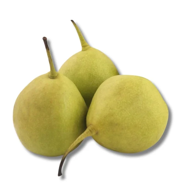 Nakh Pears