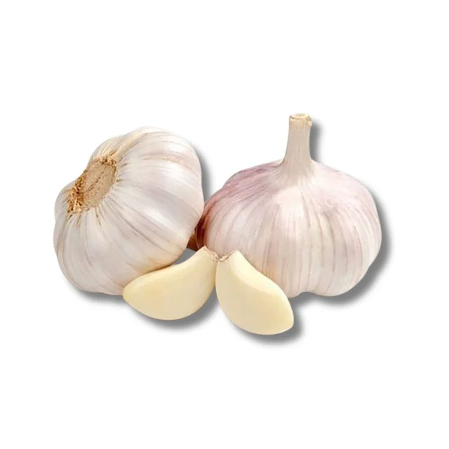Garlic