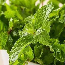 Mint / PUDINA