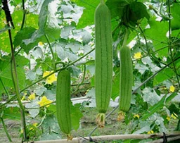 Sponge Gourd (Taroii)