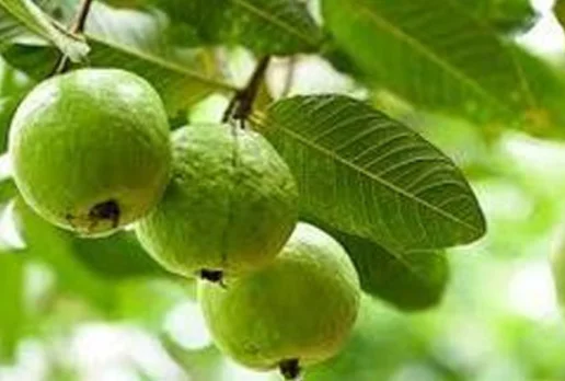 Guava - Local