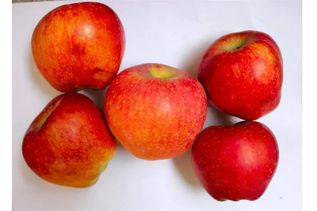 Kashmir Apple
