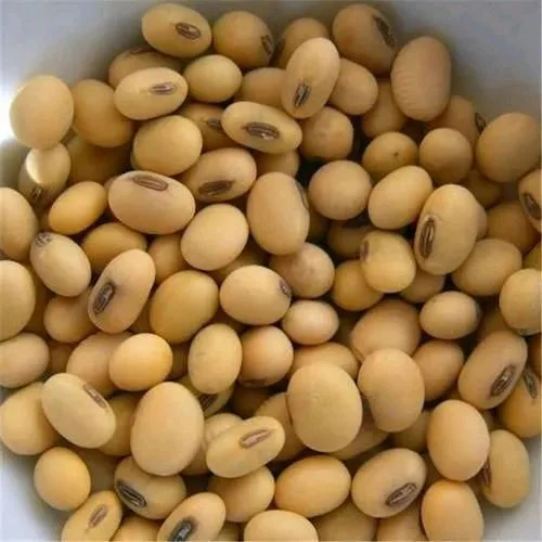 Soya Beans (సోయా చిక్కుడు)