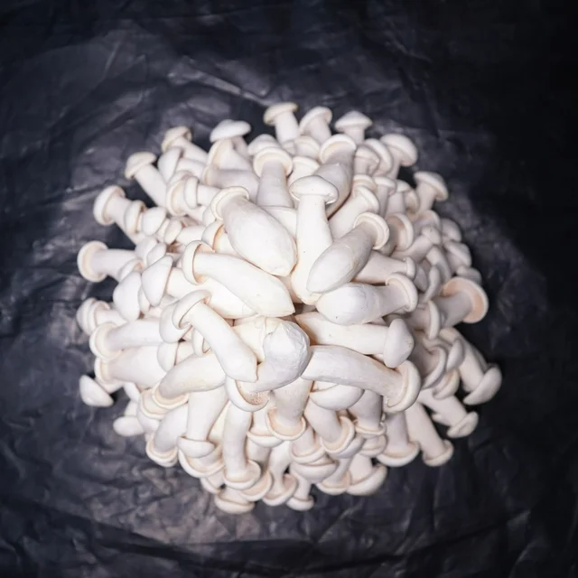 Milky Mushroom