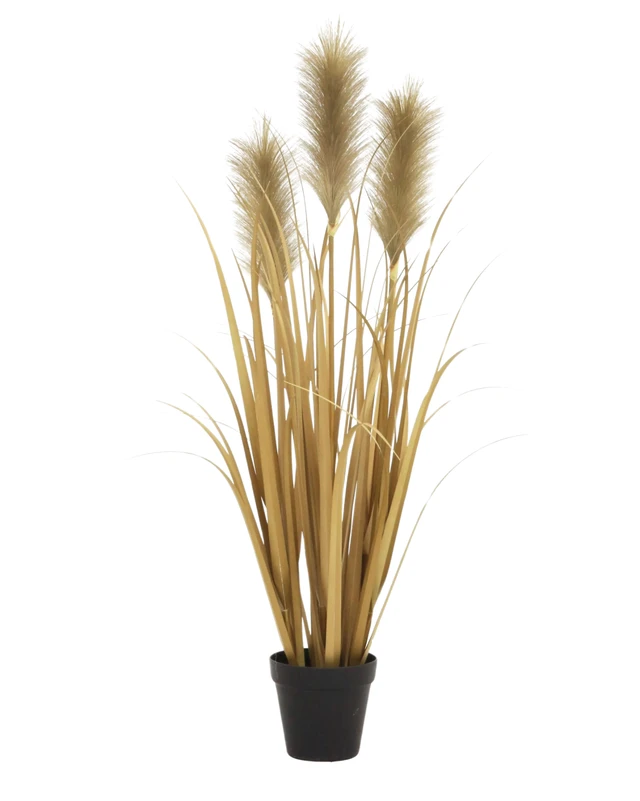 Radiant Reed Grass Plant - 2.8 Ft