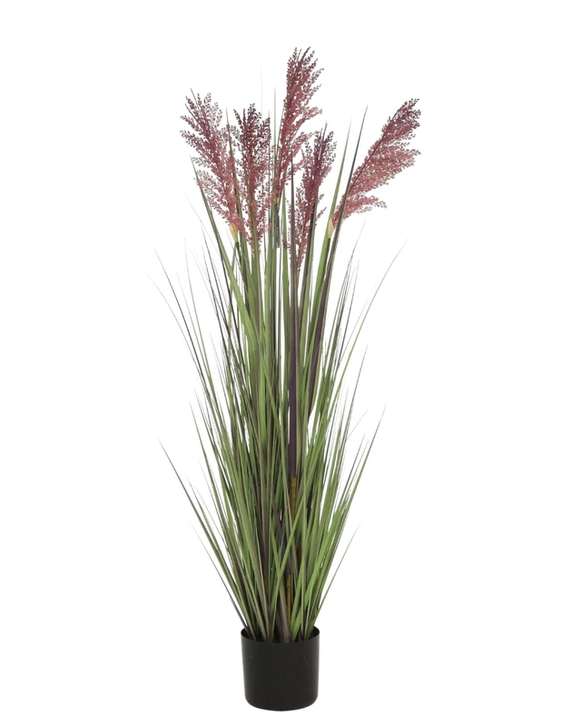 Snowy Fielgrass Plant - 3 Ft