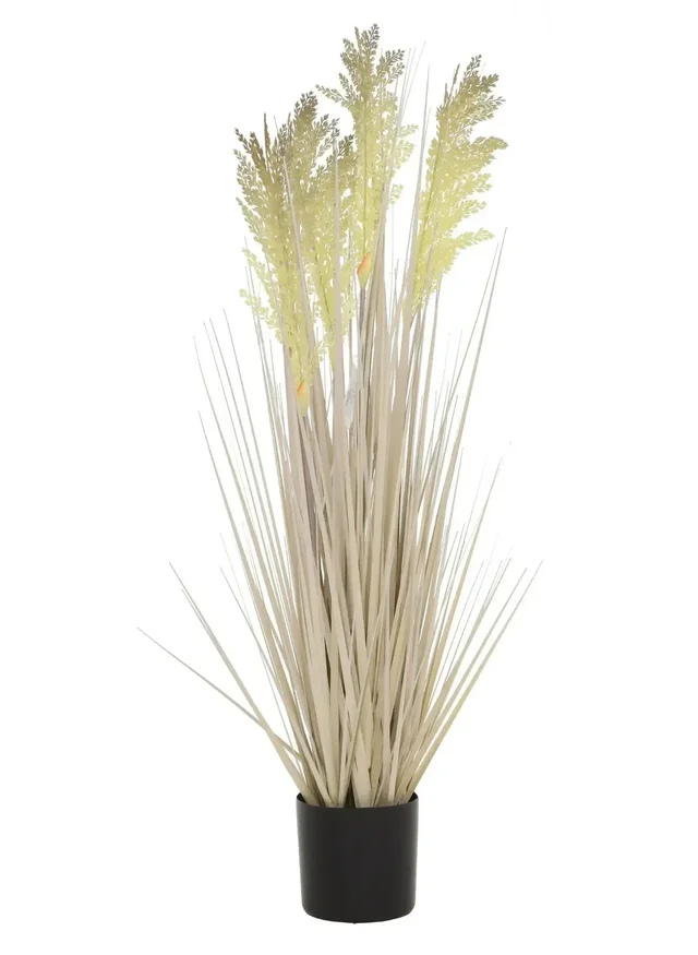 Snowy Fielgrass Plant - 2.3 Ft