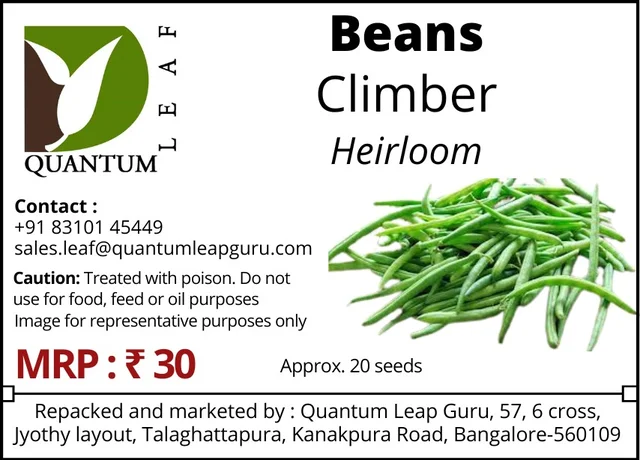 Quantum Leaf Climber Beans - Green, Open Pollinated