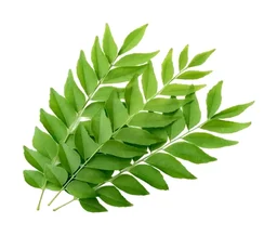 Curry Leaves | కరివేపాకు 
