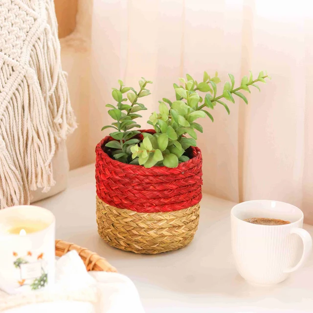 Eco-Friendly Handmade Sabai Grass Planter and Organizer - 12.7 cm, 12.7 cm, 12.7 cm