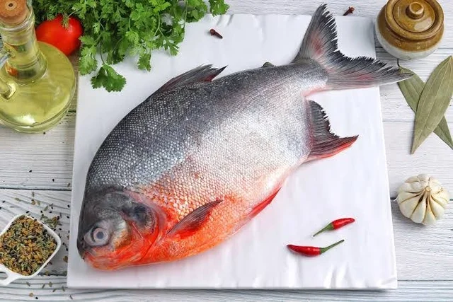 பாறை மீன் |Fresh Paarai 