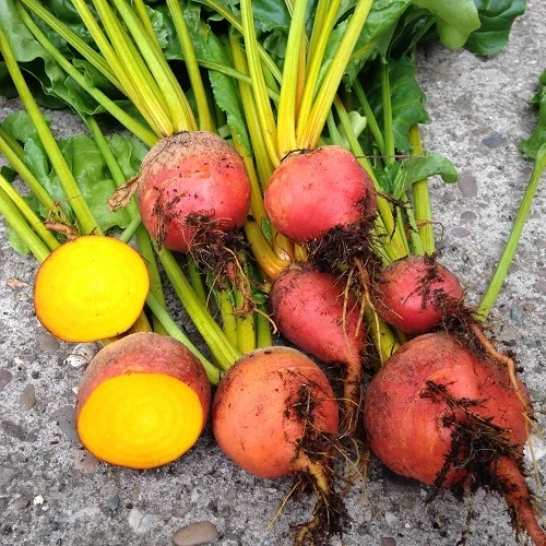 Beetroot 