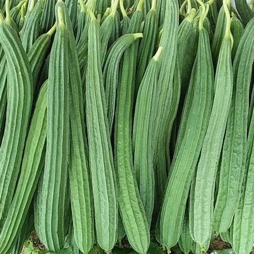 Ridge Gourd 