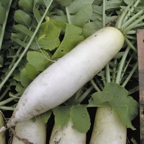 Radish