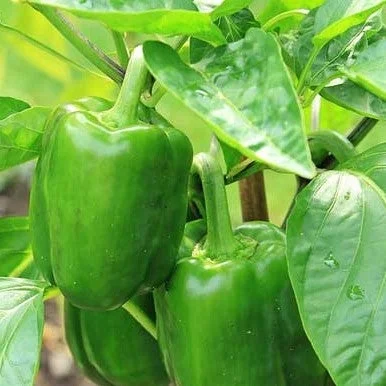 Capsicum