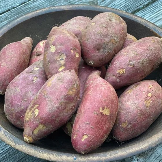 Sweet Potato