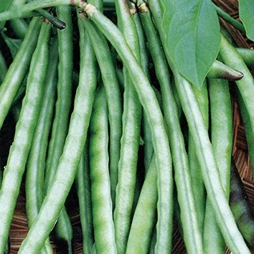 Beans Cowpea
