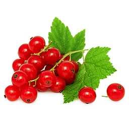 Red Currants|الكشمش الأحمر