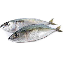 Mackerel|القرفة