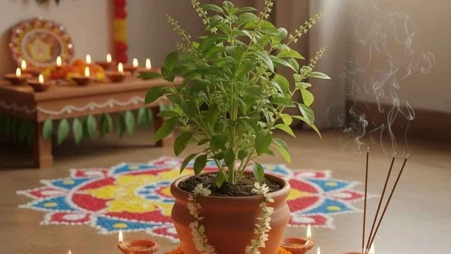 Tulsi Vivah (तुलसी विवाह)