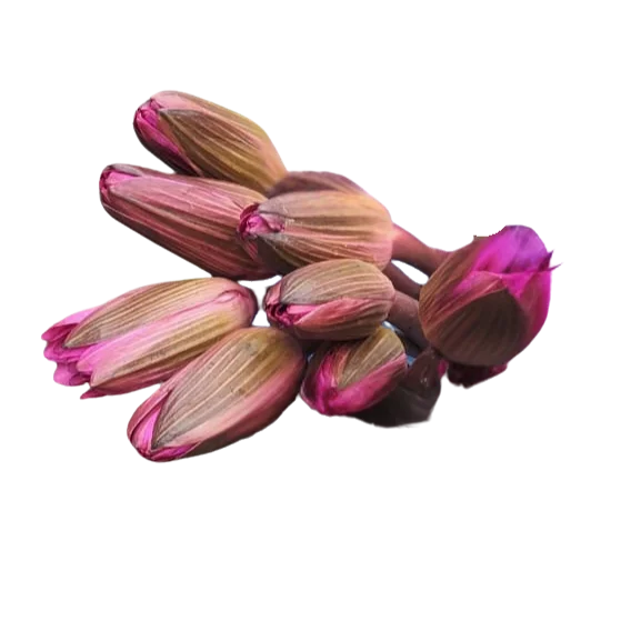 Water Lily - per piece