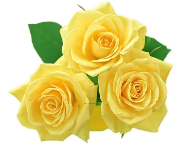 Yellow Rose - Per piece