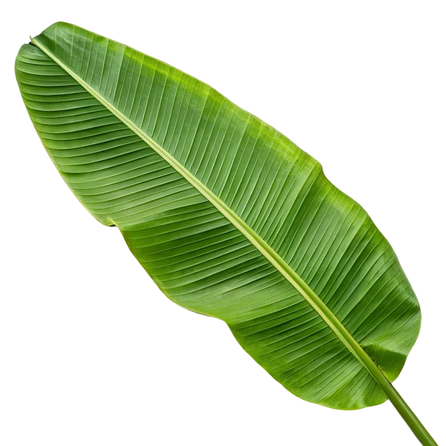 Banana leaf - per leaf