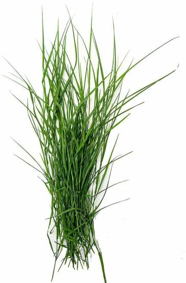 Dooba/Grass - per bundle