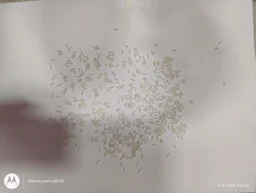 kushi Bullet kolam - 26KG
