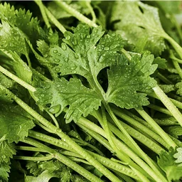 Coriander Leves 100g - Green
