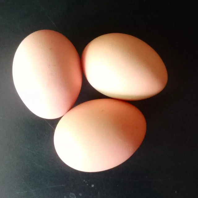 Egg 10nos (Others)