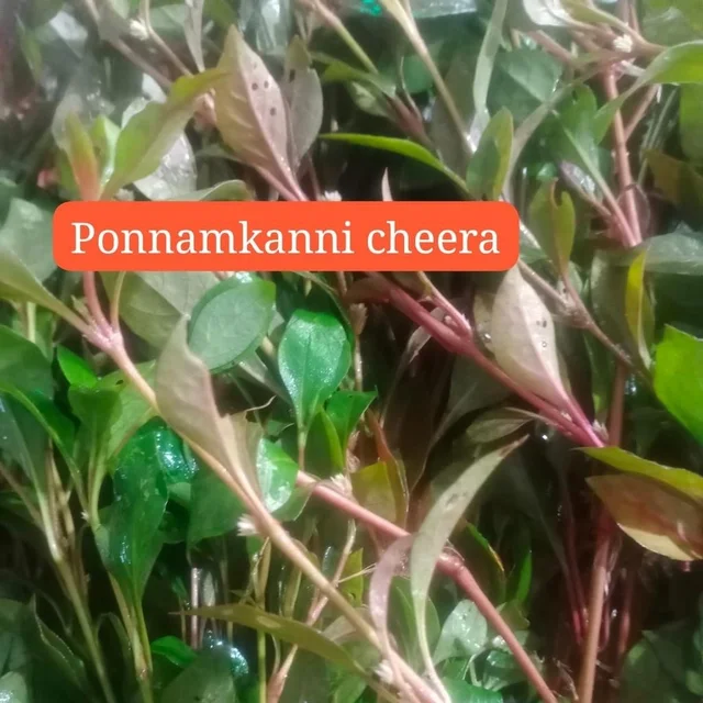 Ponnamkanni Cheera 1 bunch (Veg)