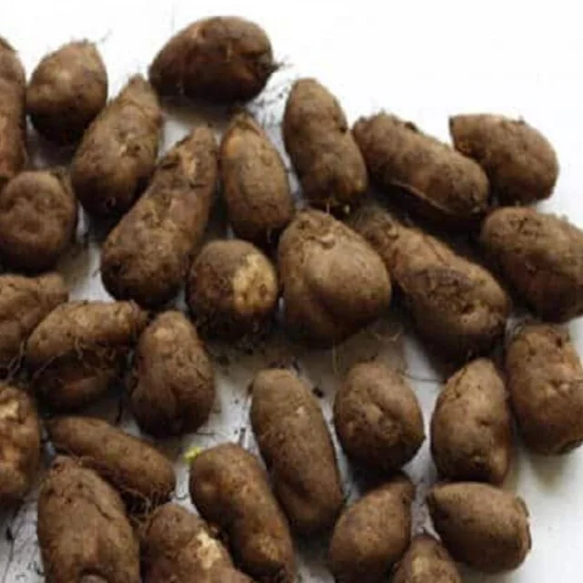 Nadan Koorkka 450gm to 500gm (Veg)