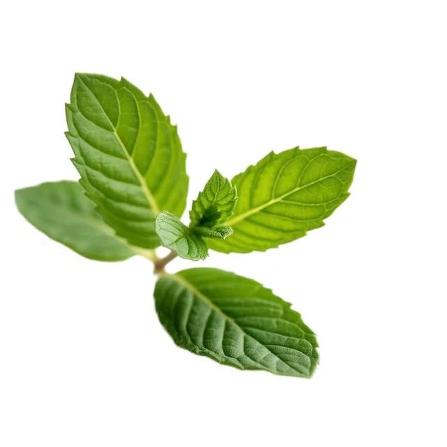 Puthina / Mint 1 bunch (Veg)