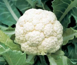 Cauliflower 1Kg