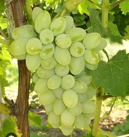 Green Grapes 1 Kg