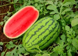 Watermelon
