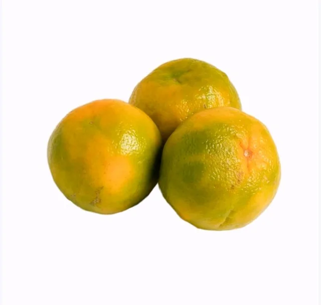 Nagpur Organe Nagpur Orange (Naranga)