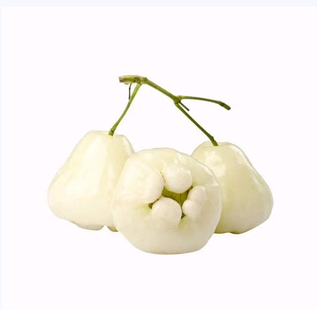 Water Apple - White