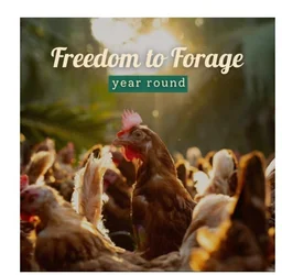 Farm Made Free Range Eggs - 6 pieces, 6 pieces