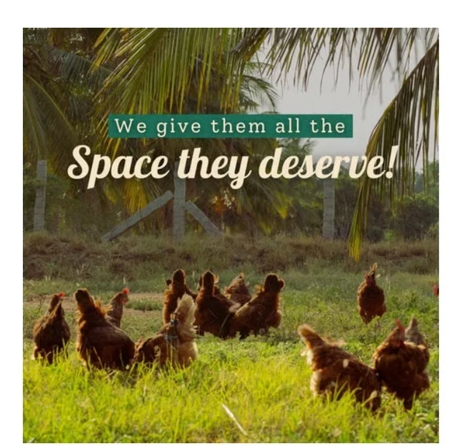 Farm Made Free Range Eggs - 6 pieces, 6 pieces