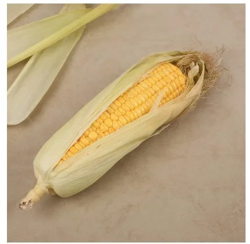 American Sweet Corn Cob (Bhutta) - 1 pc