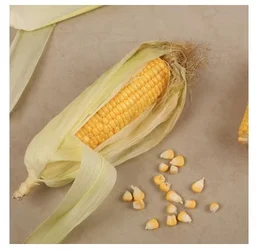 American Sweet Corn Cob (Bhutta) - 1 pc
