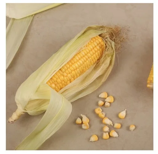 American Sweet Corn Cob (Bhutta) - 1 pc