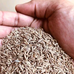JEERA SEEDS 250 GRAM POuch
