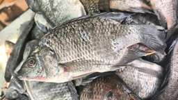 Small Pomfret (No-Cut) 5.Kg