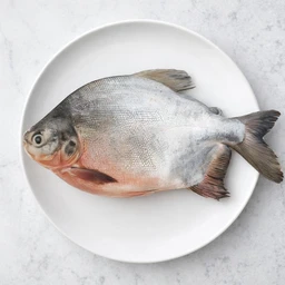 Roopchand| Chinese Pomfret - 3 Kg 