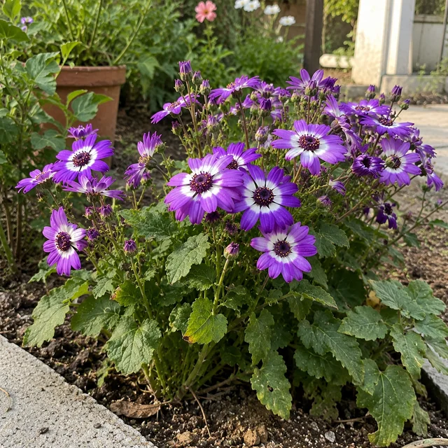Cineraria Seeds - Cineraria Seeds